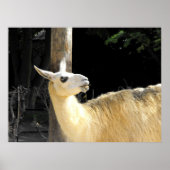 Llama fütternd poster (Vorne)