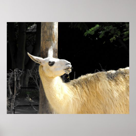 Llama fütternd poster (Vorne)