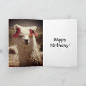 Llama, Geburtstag Karte (Innenseite)