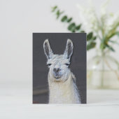 Llama-Gesicht Tier Kunst Personalized Postkarte (Stehend Vorderseite)