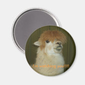 Llama, ich beobachte dich!!! magnet (Vorderseite/Rückseite)