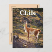 Llama im Chile Postkarte (Vorne/Hinten)