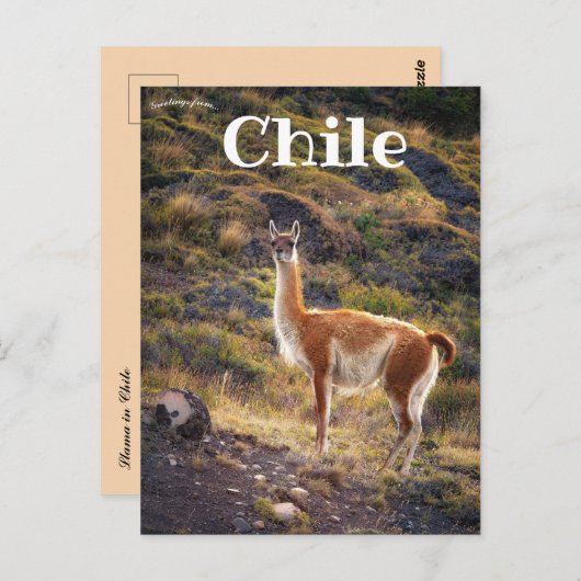 Llama im Chile Postkarte (Vorne/Hinten)