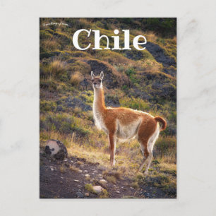 Llama im Chile Postkarte
