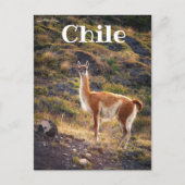 Llama im Chile Postkarte (Vorderseite)