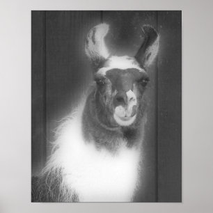 Llama In Black And White Animal Poster