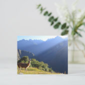 Llama in der Anden Postkarte (Stehend Vorderseite)