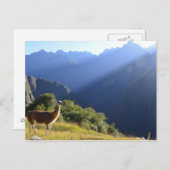Llama in der Anden Postkarte (Vorne/Hinten)