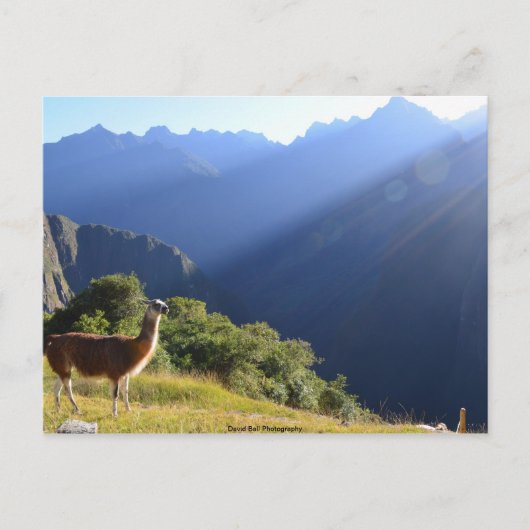 Llama in der Anden Postkarte (Vorderseite)