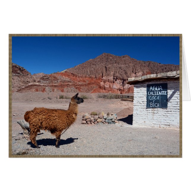 Llama in der Quebrada de Cafayate, Argentinien (Vorderseite (Horizontal))