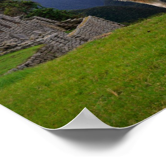 Llama in Machu Picchu, Peru Poster (Ecke)