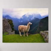 Llama in Machu Picchu, Peru Poster (Vorne)