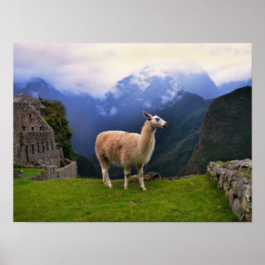 Llama in Machu Picchu, Peru Poster (Vorne)