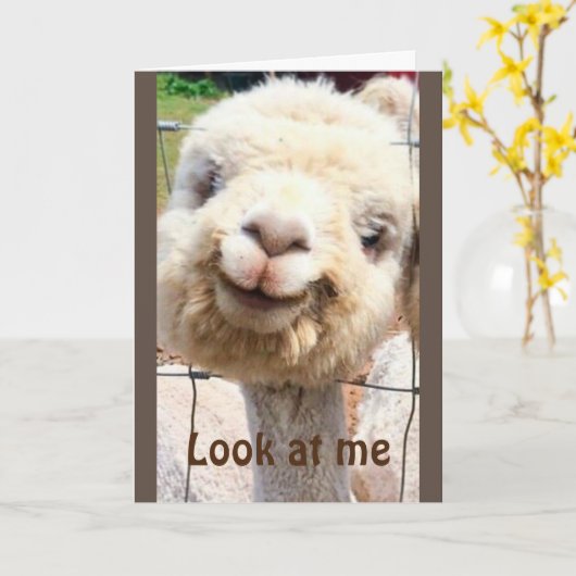 LLAMA KANN ES NICHT GLAUBEN!! DU KANNST NICHT "40" KARTE (Gelbe Blume)