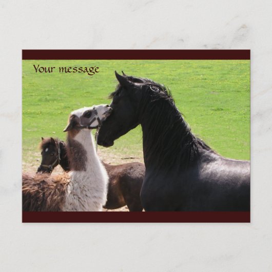 Llama kiss Postkarten (Vorderseite)