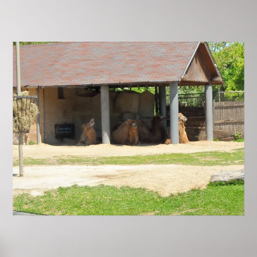 Llama-Liebe Poster (Vorne)