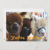 Llama Llama Einladung (Vorderseite)