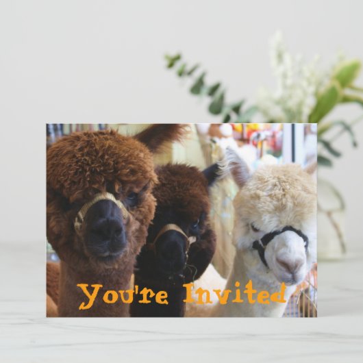 Llama Llama Einladung (Stehend Vorderseite)