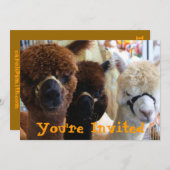 Llama Llama Einladung (Vorne/Hinten)