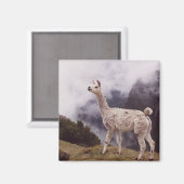 Llama Machu Picchu, Peru Magnet (Vorderseite/Rückseite)