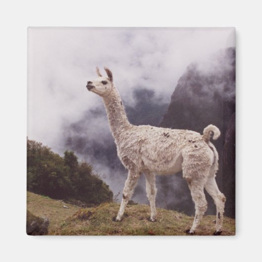 Llama Machu Picchu, Peru Magnet (Vorne)