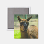 Llama Magnet (Vorderseite/Rückseite)