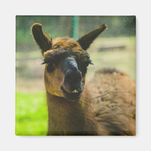 Llama Magnet (Vorne)