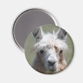 Llama Magnet (Vorderseite/Rückseite)