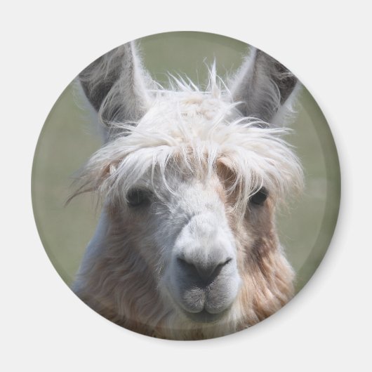 Llama Magnet (Vorne)