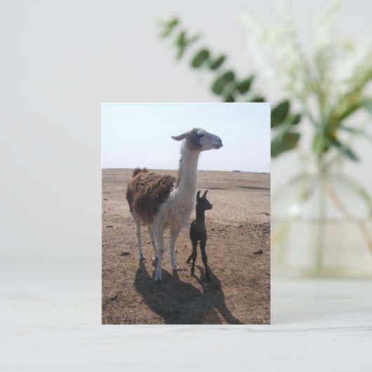 Llama mama & Cria Postkarte (Stehend Vorderseite)
