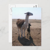 Llama mama & Cria Postkarte (Vorne/Hinten)