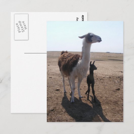 Llama mama & Cria Postkarte (Vorne/Hinten)