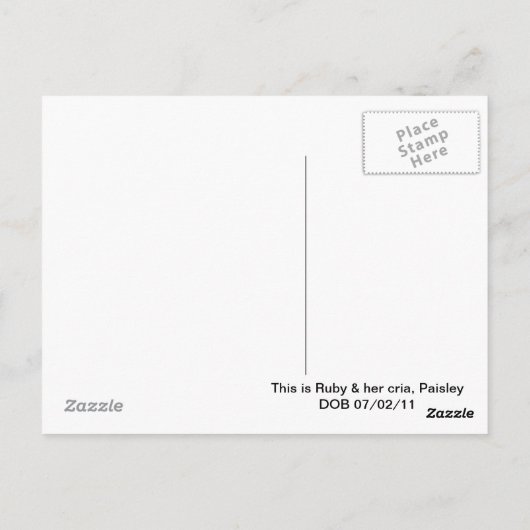 Llama mama & Cria Postkarte (Rückseite)