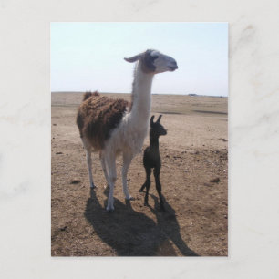 Llama mama & Cria Postkarte