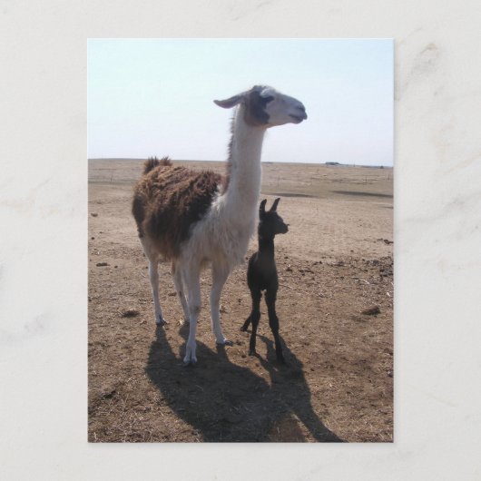 Llama mama & Cria Postkarte (Vorderseite)