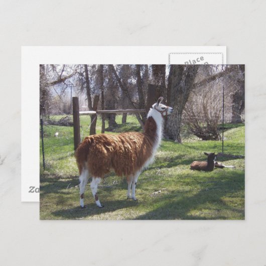 Llama Mama und Baby Lama Postkarte (Vorne/Hinten)