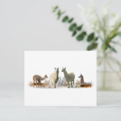 Llama Meadow Postcard Postkarte (Stehend Vorderseite)
