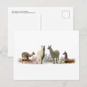 Llama Meadow Postcard Postkarte (Vorne/Hinten)
