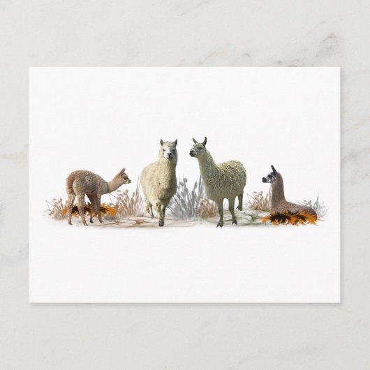 Llama Meadow Postcard Postkarte (Vorderseite)