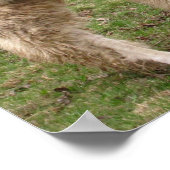 Llama Melange ~ Druck Poster (Ecke)