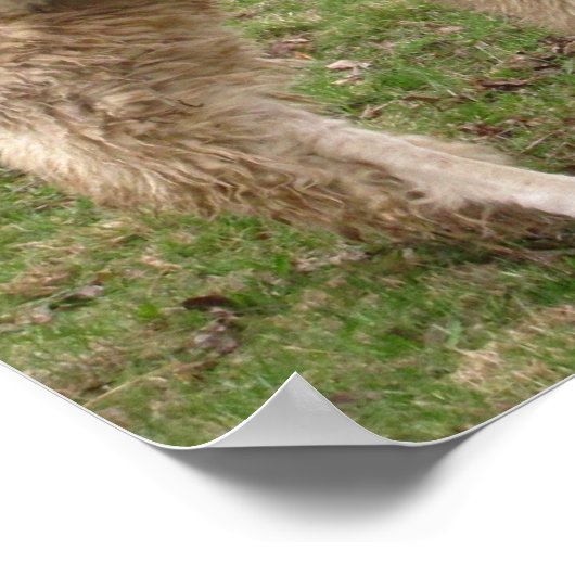 Llama Melange ~ Druck Poster (Ecke)