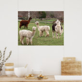 Llama Melange ~ Druck Poster (Küche)