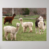 Llama Melange ~ Druck Poster (Vorne)