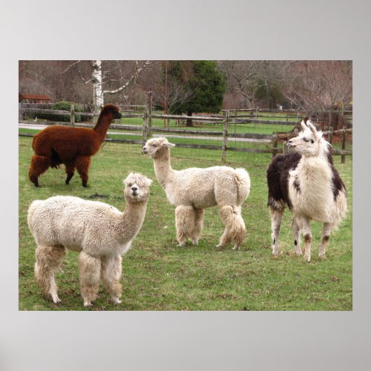 Llama Melange ~ Druck Poster (Vorne)