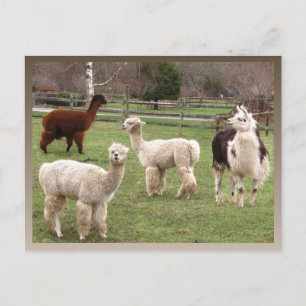 Llama Melange ~ Postkarte
