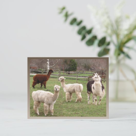 Llama Melange ~ Postkarte (Stehend Vorderseite)