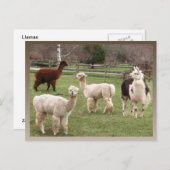 Llama Melange ~ Postkarte (Vorne/Hinten)