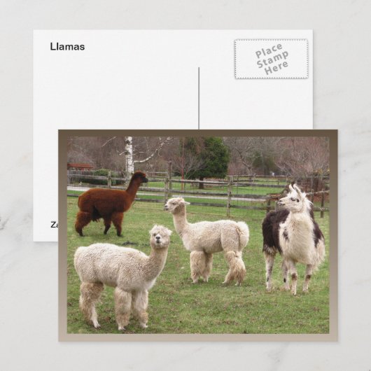 Llama Melange ~ Postkarte (Vorne/Hinten)