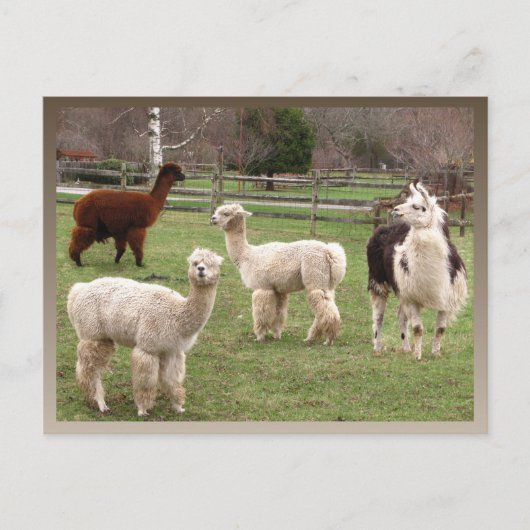Llama Melange ~ Postkarte (Vorderseite)