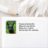 Llama mit Attitude - das Foto der Zunge heraushalt (Insitu)